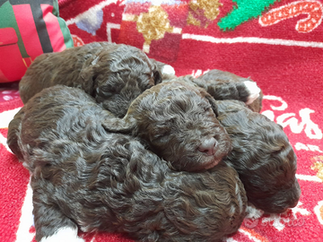 Cuccioli Lagotto romagnolo pedigree Roy Natale