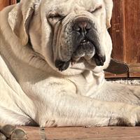 Cuccioli di cane corso