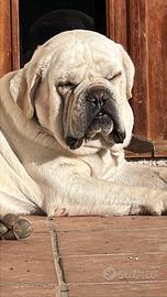 Cuccioli di cane corso