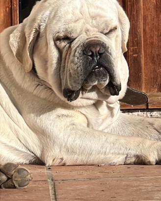 Cuccioli di cane corso