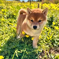 Cucciola Shiba Inu con pedigree