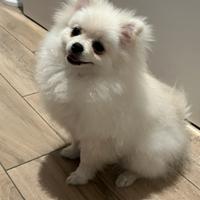 Lulu da Pomerania nano