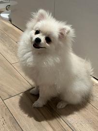 Lulu da Pomerania nano