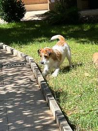 Jack Russell disponibile per monta