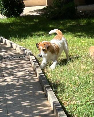 Jack Russell disponibile per monta