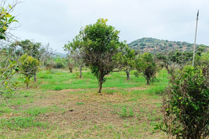 Terreno agricolo Tortolì