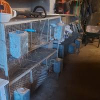 gabbia per conigli