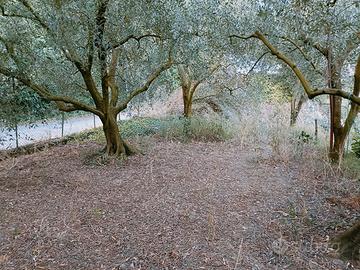 Terreno con ulivi