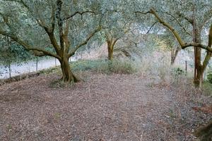 Terreno con ulivi
