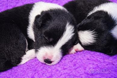 Border collie cuccioli disponibili