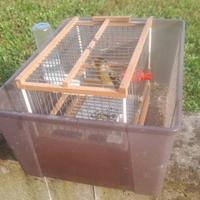 Ibrido di cardellino