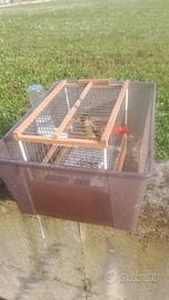 Ibrido di cardellino