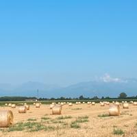 Paglia