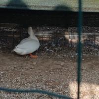 Anatre ornamentali call duck