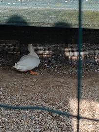 Anatre ornamentali call duck