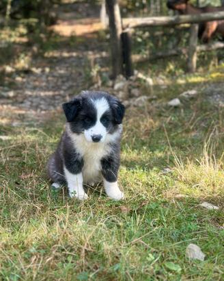 Cuccioli border collie super