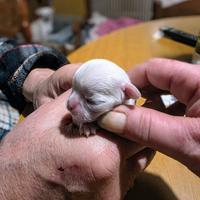 Cuccioli di chihuahua