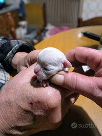 Cuccioli di chihuahua