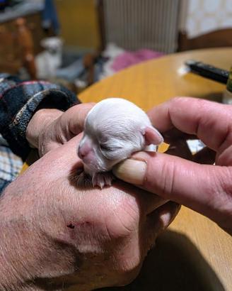 Cuccioli di chihuahua