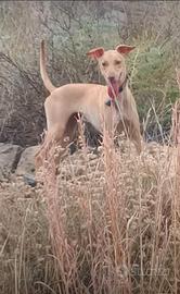 Cane da caccia