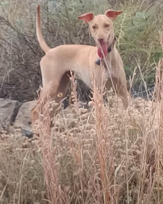 Cane da caccia