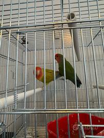 Inseparabili coppia