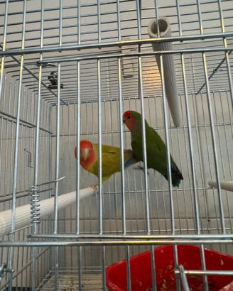 Inseparabili coppia