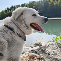 Maschio pastore maremmano disponibile per monta