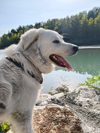 Maschio pastore maremmano disponibile per monta