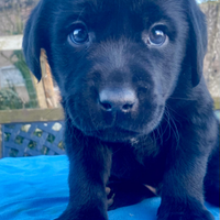 Cuccioli labrador retriever