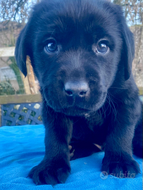 Cuccioli labrador retriever