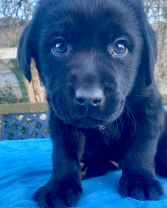 Cuccioli labrador retriever