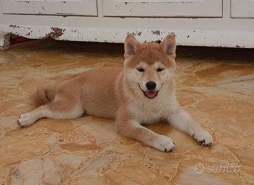 Cucciola Shiba Inu con pedigree