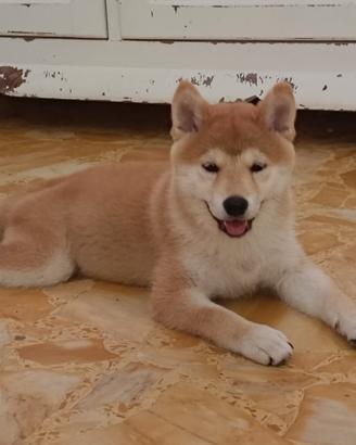 Cucciola Shiba Inu con pedigree