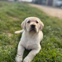 Cuccioli Labrador Retriever