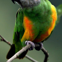 Pappagallo del senegal