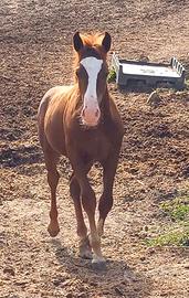 PULEDRO DEL VENTASSO 7 MESI E MEZZO