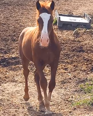 PULEDRO DEL VENTASSO 7 MESI E MEZZO