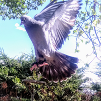 Piccioni da richiamo