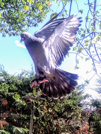 Piccioni da richiamo