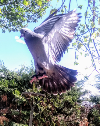 Piccioni da richiamo