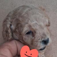 Cuccioli di barboncino mini mini Toy da borsetta
