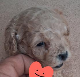 Cuccioli di barboncino mini mini Toy da borsetta