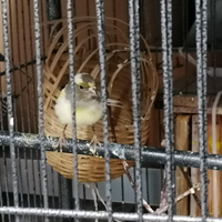 Canarino, grigio giallo