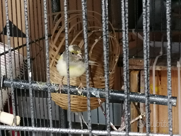 Canarino, grigio giallo