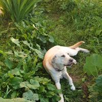 Incrocio Labrador