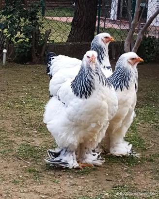 Galline ornamentali