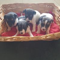 Cuccioli Jack Russell