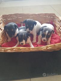 Cuccioli Jack Russell