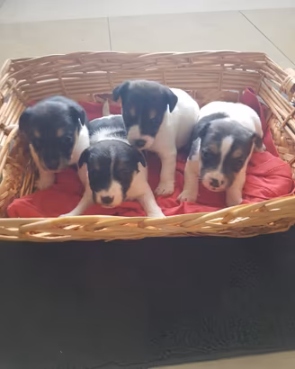 Cuccioli Jack Russell